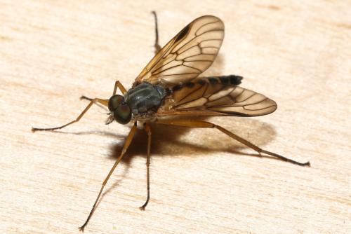 Réf. 195 228 : Rhagio vitripennis